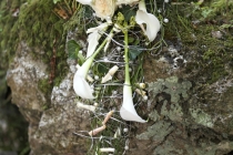 Hochzeitsstrauß_Blumendeko_083_wwwGUBERTde
